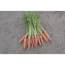 Marchew-Komarno--100.000-N----1.4-1.6-mm