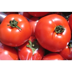 Pomidor-Belladona--250-N