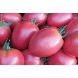 Pomidor-Jangcy-V440--250-N