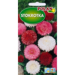 Stokrotka-trwała-mix-a-0.1g-ST