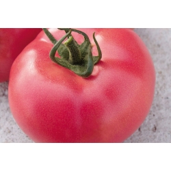 Pomidor-VP2---250-N